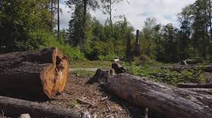 Best Firewood Processing and Delivery  in Evart, MI