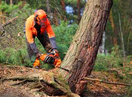 How Our Tree Care Process Works  in  Evart, MI