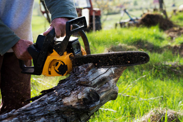 Best Stump Grinding and Removal  in Evart, MI