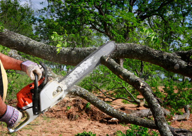 Best Arborist Consultation Services  in Evart, MI